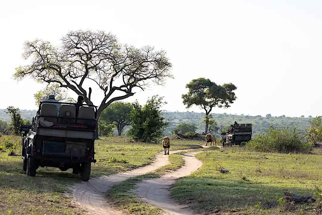 Safari in the Kruger National Park, South Africa.