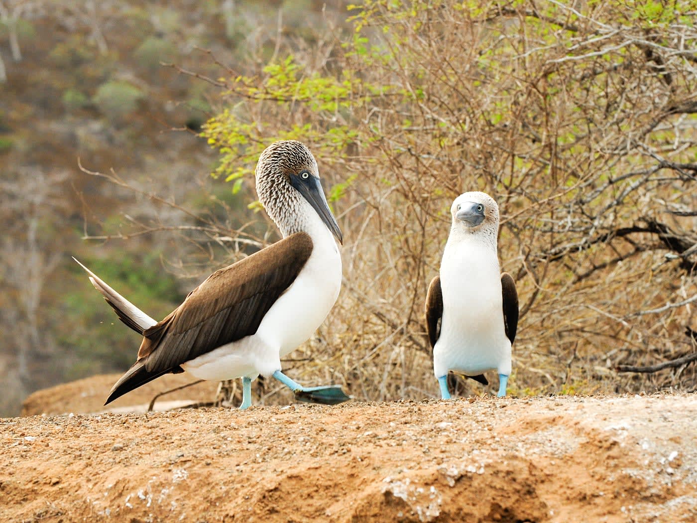 Blue Footed Booby bird on the Galapagos Islands, Ecuador.