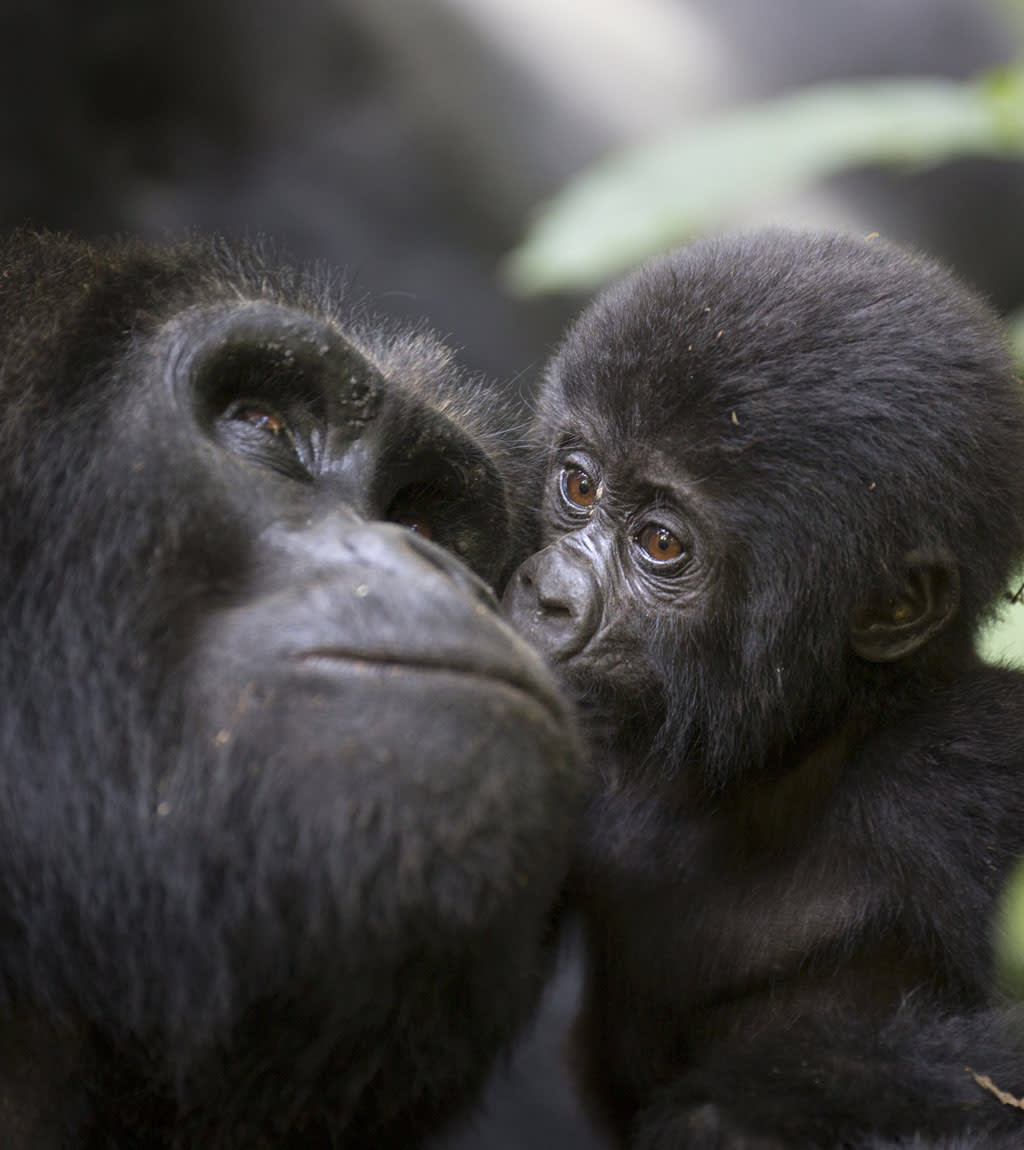 African Safari - Gorilla Trecking, Baby Mountain Gorilla with Mother
