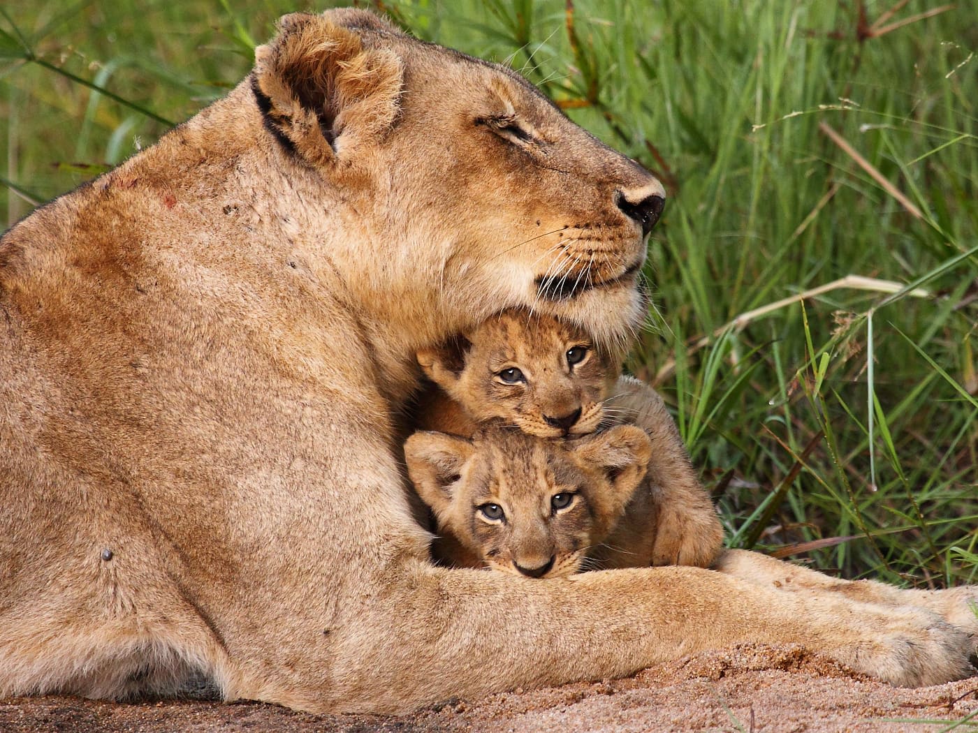 Lioness and her cub rubbing heads at an African Safari