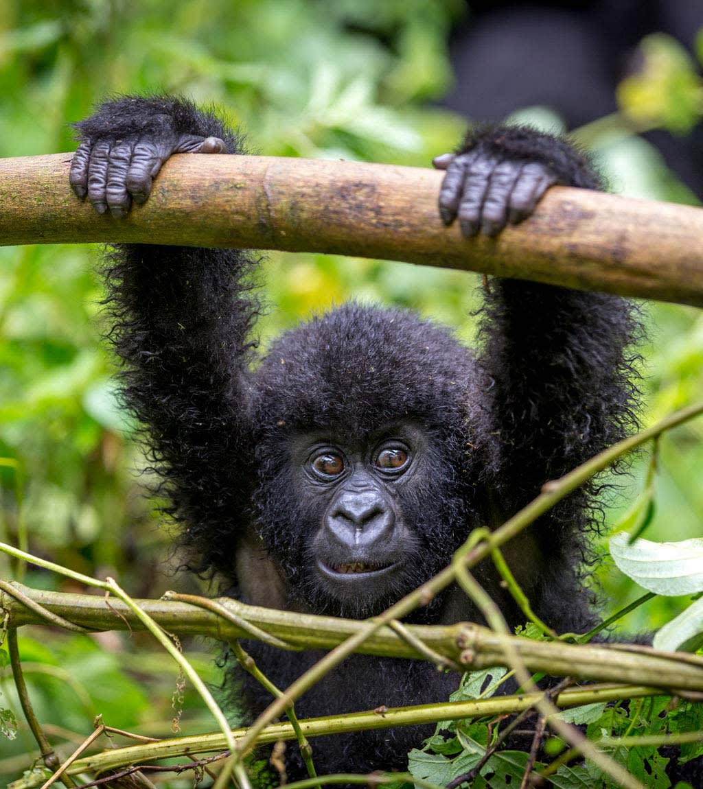 Rwanda Gorilla Trekking and Safari - Baby gorilla at play