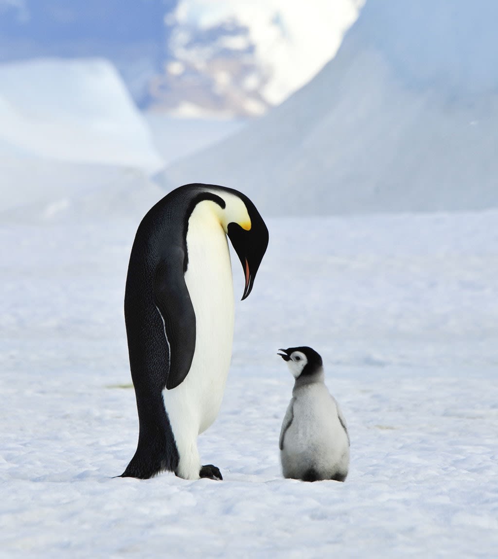 Antarctica Tour - Emperor Penguin &amp; Chick