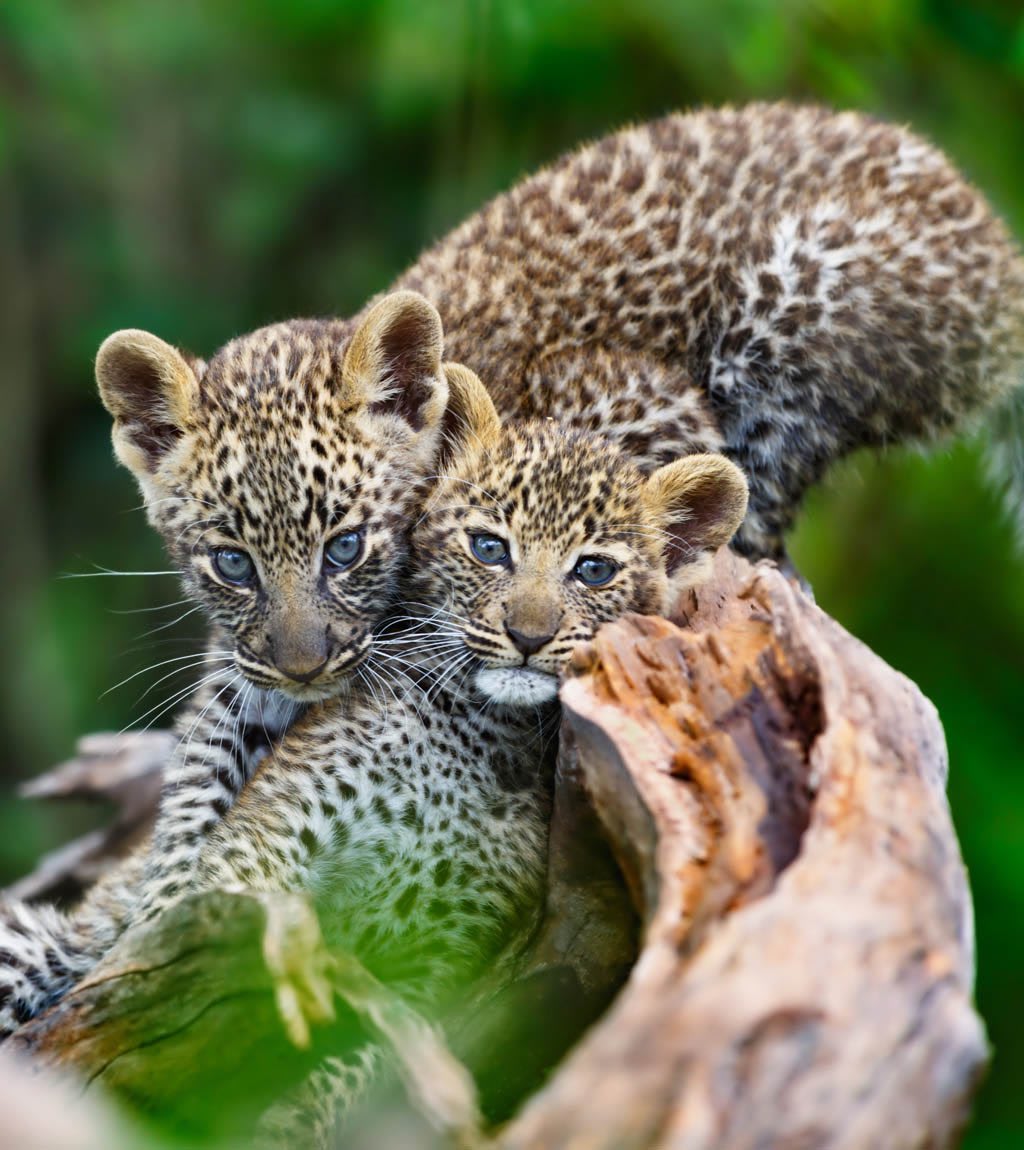 Pair of leopard cubs seen on a Tanzania Safari.