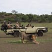 Trip review image for South Africa, Zimbabwe, Zambia, Botswana Vacation Review: Safari, Two-Week Tour