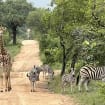 Trip review image for South Africa, Zimbabwe, Zambia, Botswana Vacation Review: Safari, Two-Week Tour