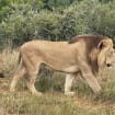 Trip review image for South Africa Luxury Travel Review: Cape Town, Cape of Good Hope, Safari, 14-Day Tour