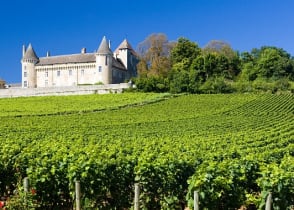 A vineyard in Burgundy, France