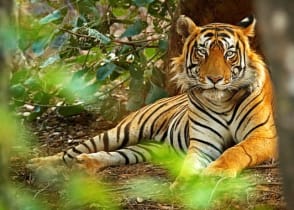 Tiger laying on the jungle floor in India