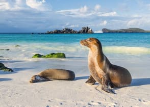 Sea lions on the beach in Espanola Island in the Galapagos