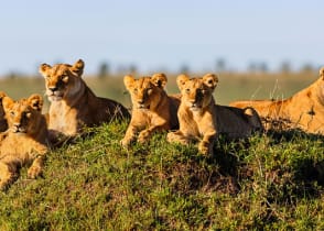 Two lionesses and four cubs laying on termite hill, enjoying the sun in Masai Mara, Kenya