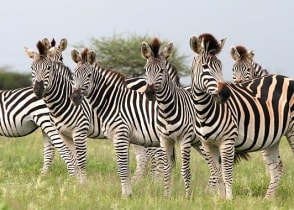 Herd of Burchell's zebras in Botswana