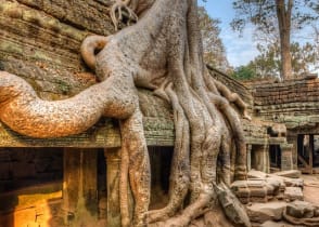 Banyan tree roots on temples in Siem Reap, Cambodia