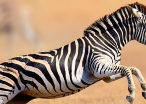 Zebra at Kruger National Park in South Africa