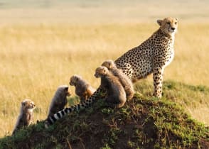 Mother Cheetah with cubs in the Masai Mara Game Reserve, Kenya