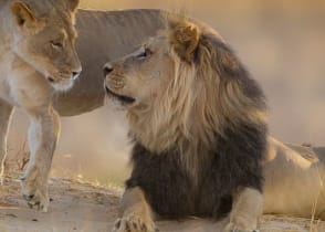 A pair of african lions enjoying the setting sun