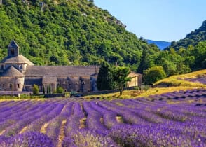 Lavender fields surrounding Abbaye de Senanque in Gordes, France