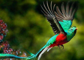 Resplendent Quetzal in the forests of Costa Rica