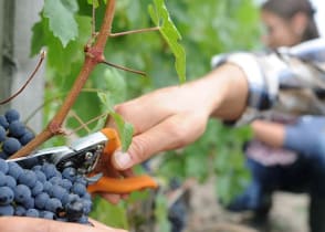 Grape harvest and wine festival at Loire Valley in France