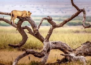 Lion sleeping in a tree in Lake Manyara National Park