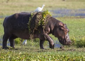 Hippopotamus walking out of water with hyacinth weed and egret on her back