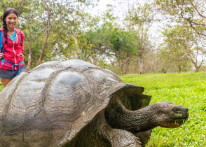 Giant tortoise and woman tourist on Santa Cruz island in the Galapagos, Ecuador