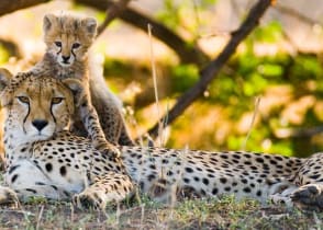 Cheetah and cub in the savanna