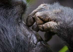 Gorilla in the forest of Uganda