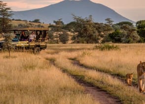 Couple on game drive observing lioness and cub in Serengeti National Park, Tanzania