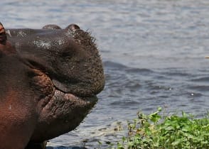 Hippo and bird in a lake at Ngorongoro Crater, Tanzania