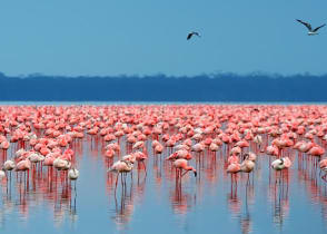 Flamingos in Lake Nakuru National Park, Kenya