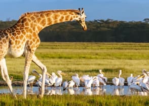 Giraffe and pelicans in Lake Nakuru National Park, Kenya