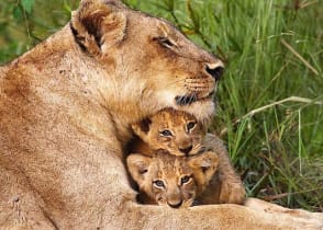 Lioness with her cubs in Sabi Sands, South Africa