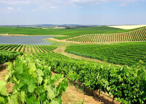 Alentejo is a legendary wine-growing region in Portugal