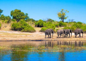 Elephants at a watering hole in Chobe National Park, Botswana