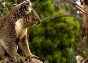 Koala in a tree, Australia 