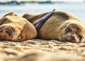 Sea lions basking on the beach, Galapagos, Ecuador