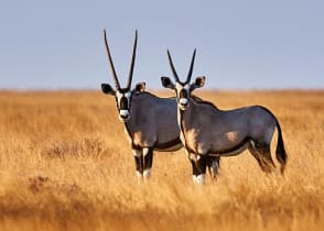 Two oryx in Estosha National Park, Botswana