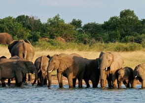 Elephants wading in water in Hwange National Park, Zimbabwe