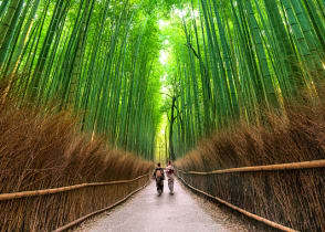 Sagano Bamboo Forest, Kyoto, a picturesque grove in the middle of urban landscapes, Japan