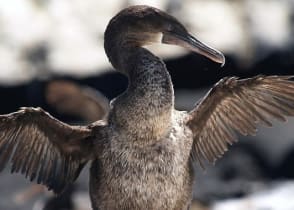 Cormorant bird at the Galapagos Islands in Ecuador