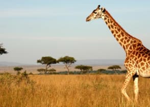 Giraffe on the savanna in Kenya