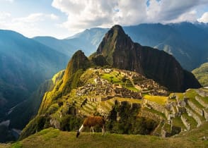 Llama grazing in the grass above Machu Picchu, Peru