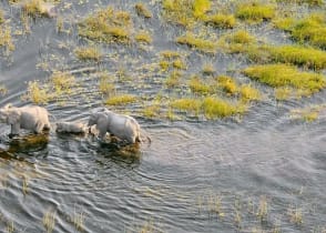 Best of Okavango & Southern Africa Safari by Private Plane - Elephant family in the river