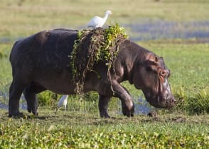 Hippopotamus with cattle egret on back in Zimbabwe