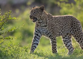 Leopard in Sabi Sands, South Africa