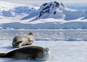 Crabeater seals on ice floe in the Antarctica