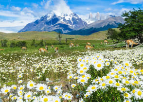 Wild flowers blooming in Torres del Paine, Chile