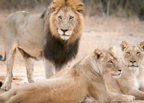 Sabi Sands Game Reserve, South Africa