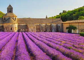 Lavender fields by the Abbey of Senanque in Gordes in France.