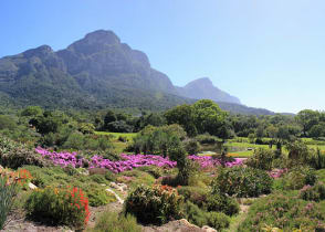 Kirstenbosch Botanical Gardens in Cape Town, South Africa